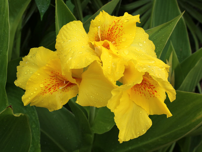 Image of Canna &times; orchiodes specimen.