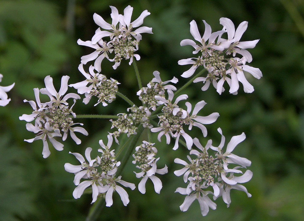 Изображение особи Heracleum chorodanum.