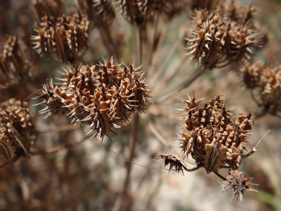 Image of Astrodaucus littoralis specimen.