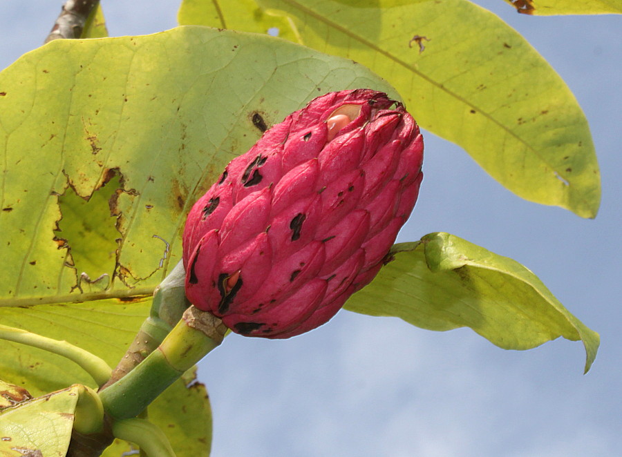 Image of Magnolia tripetala specimen.