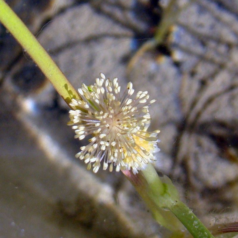 Image of Sparganium angustifolium specimen.