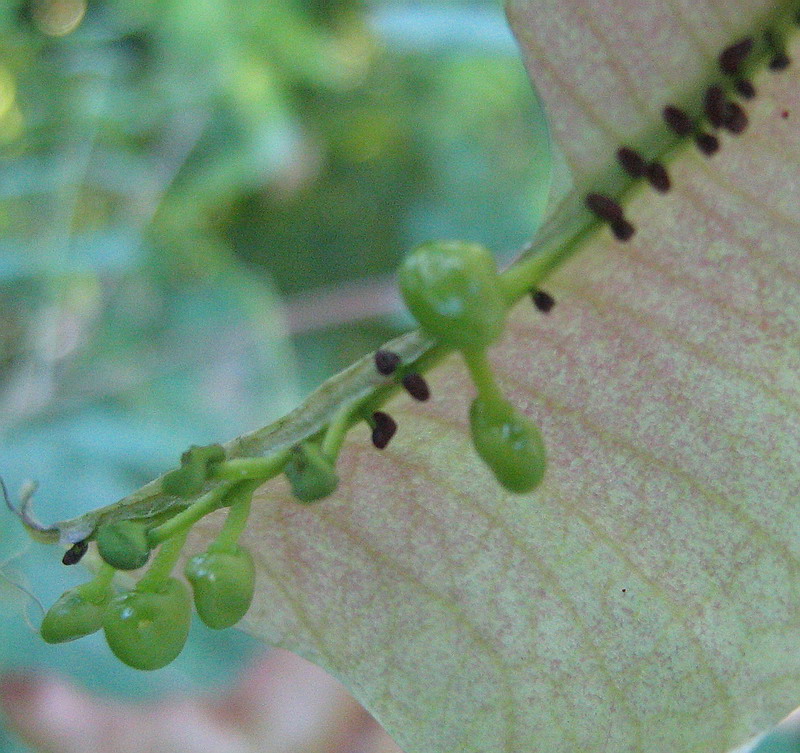 Image of Colutea orientalis specimen.