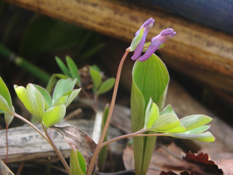 Image of Corydalis ambigua specimen.