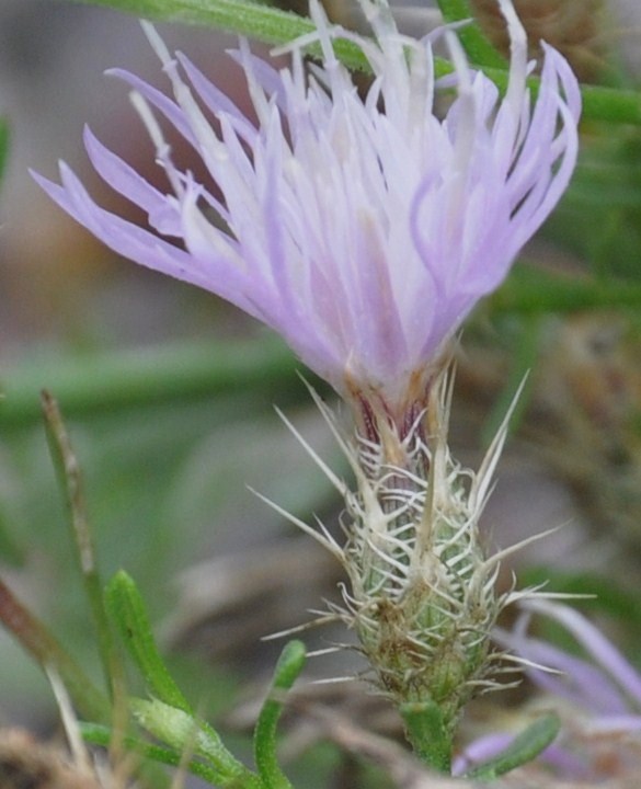 Image of Centaurea diffusa specimen.