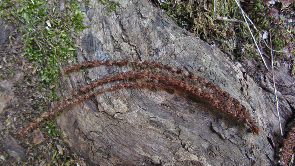 Image of Castanea sativa specimen.