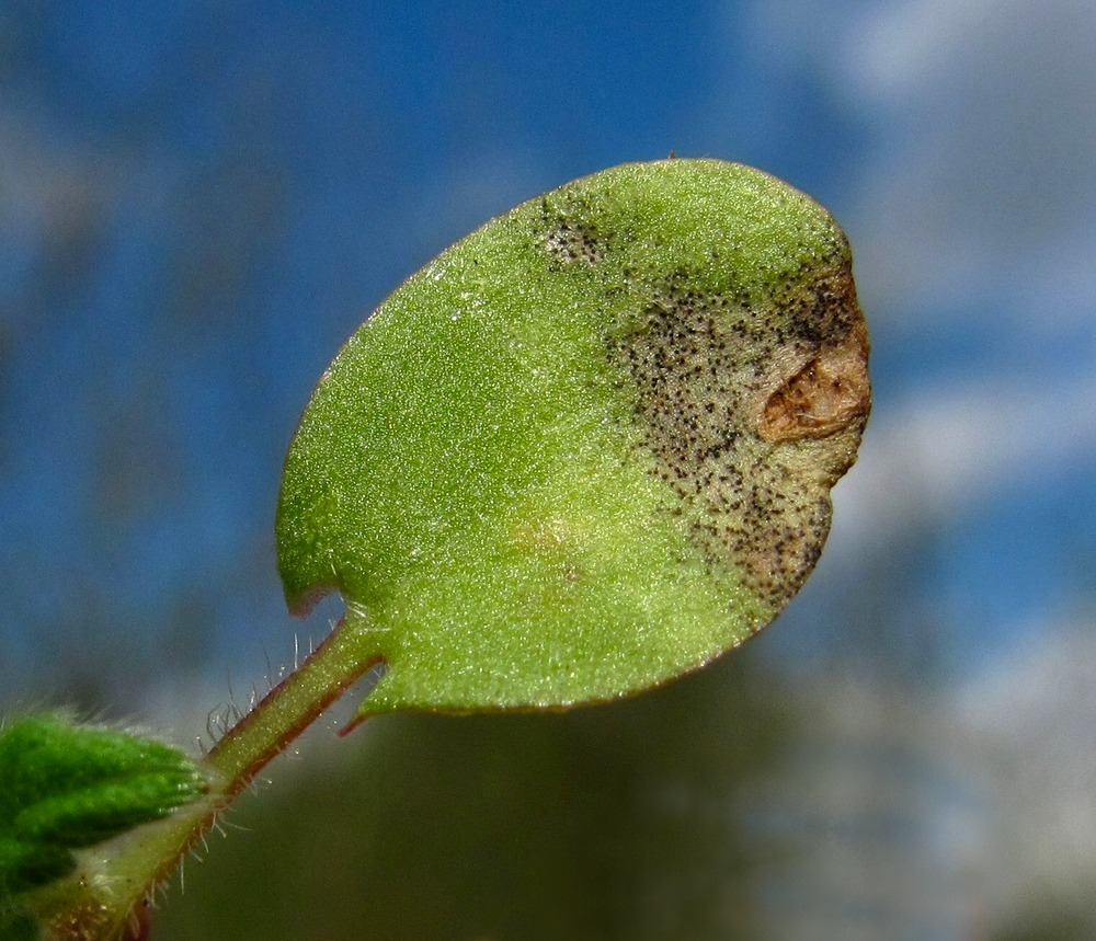 Изображение особи Galeopsis bifida.