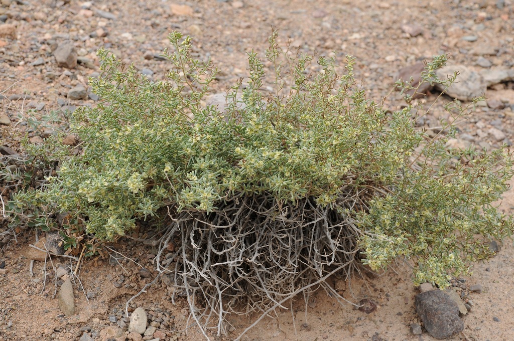 Image of Sympegma regelii specimen.