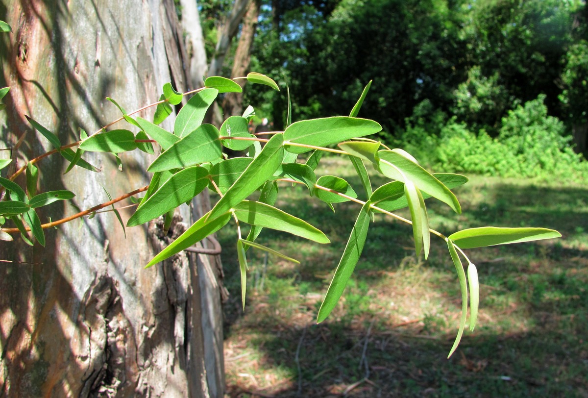 Image of genus Eucalyptus specimen.