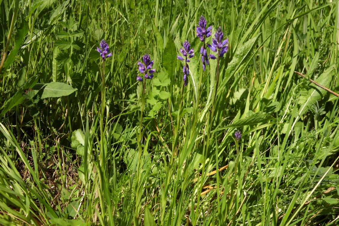 Image of Polygala comosa specimen.