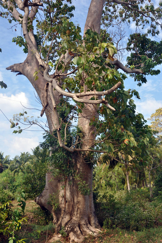 Image of Gyrocarpus americanus specimen.