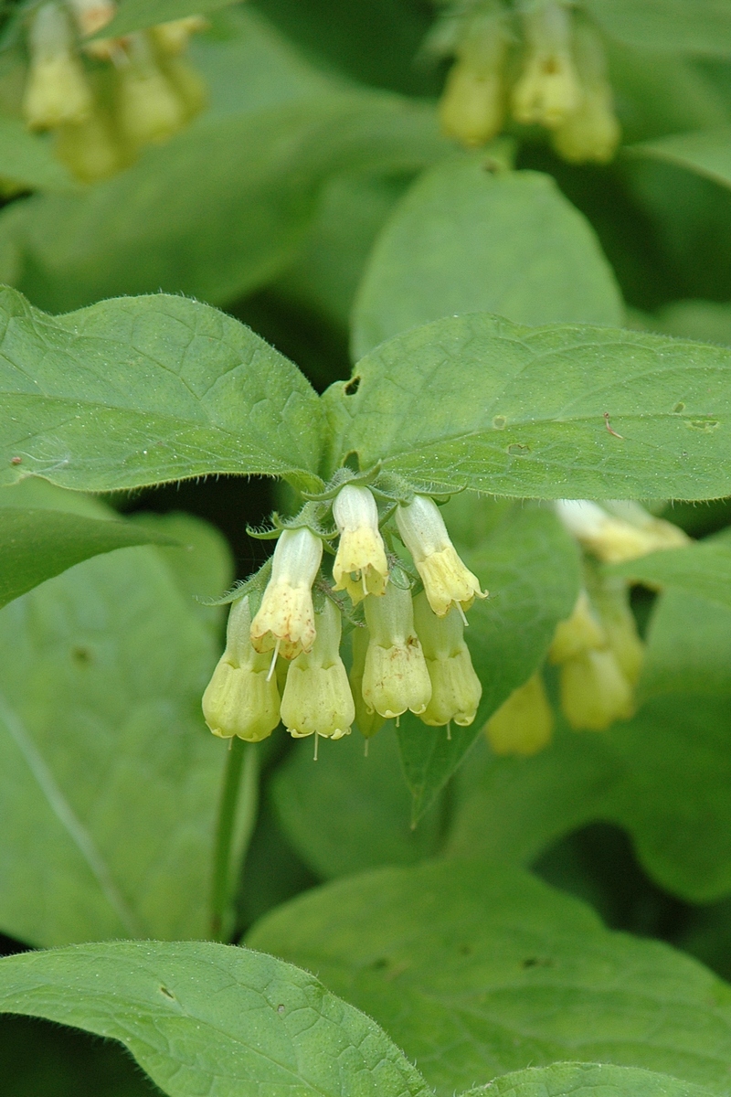 Изображение особи Symphytum tuberosum.