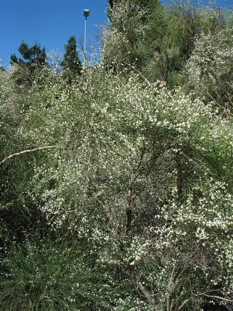 Изображение особи Cytisus filipes.