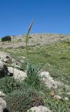 Eremurus spectabilis. Бутонизирующее растение на склоне юго-восточной экспозиции к долине Гальгаль. Израиль, горный массив Хермон, выс. 2050 м н. у. м. 04.06.2015.