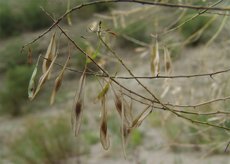 Image of Isatis sabulosa specimen.