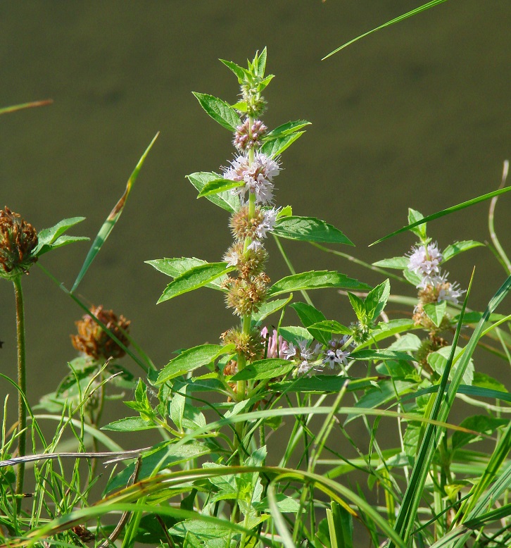 Image of Mentha arvensis specimen.