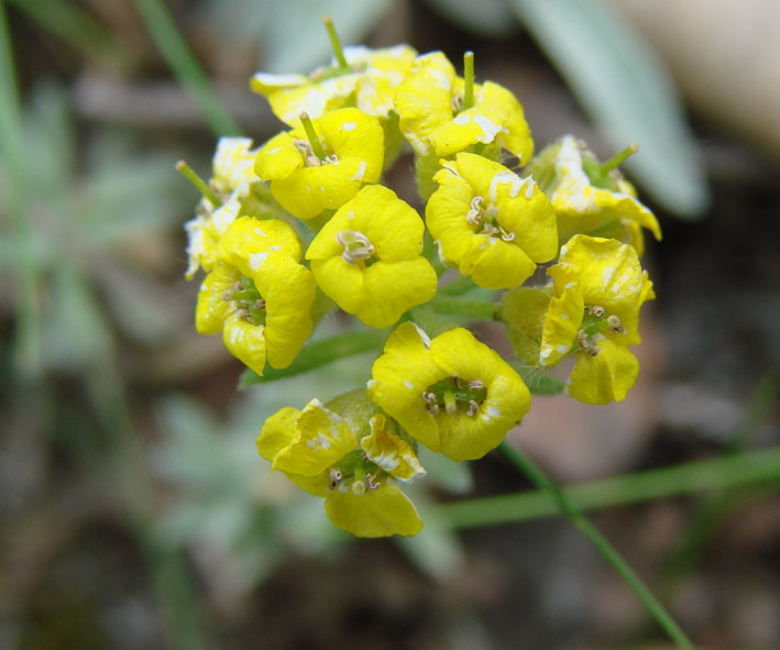 Изображение особи Alyssum lenense.