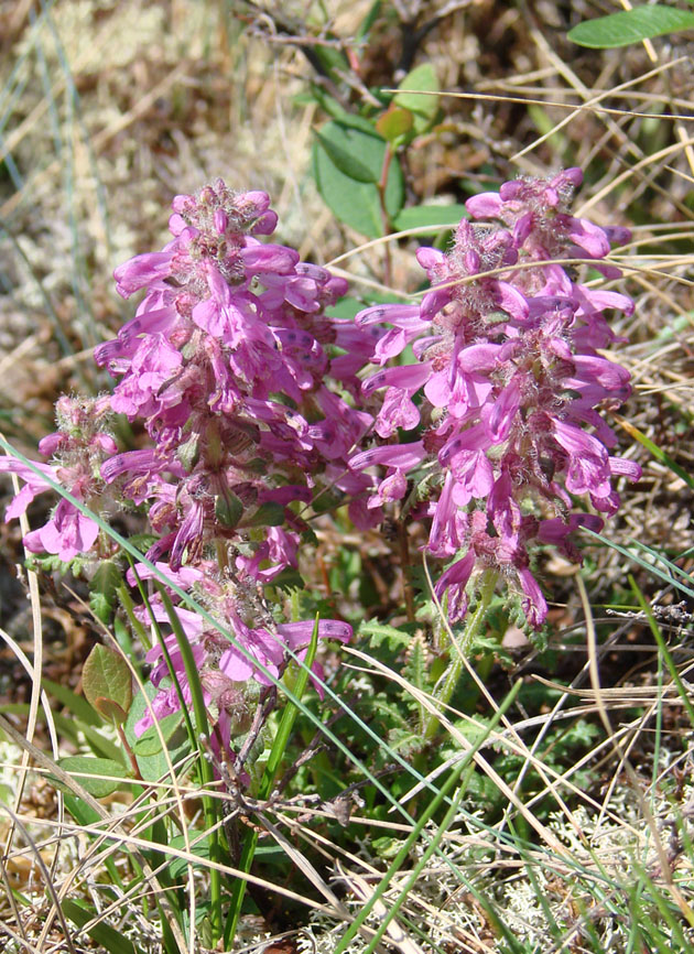 Image of Pedicularis verticillata specimen.