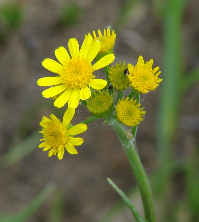 Изображение особи Tephroseris integrifolia.