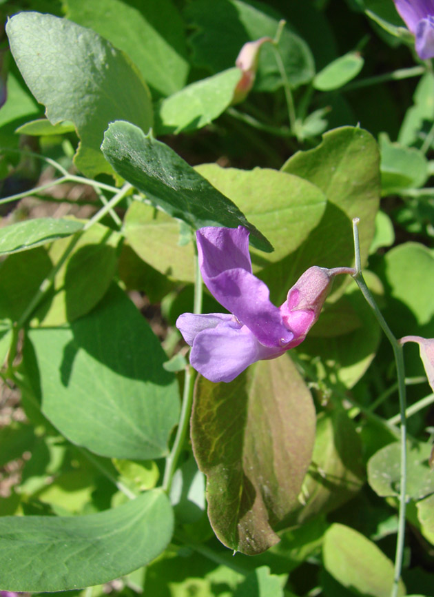 Image of Lathyrus humilis specimen.