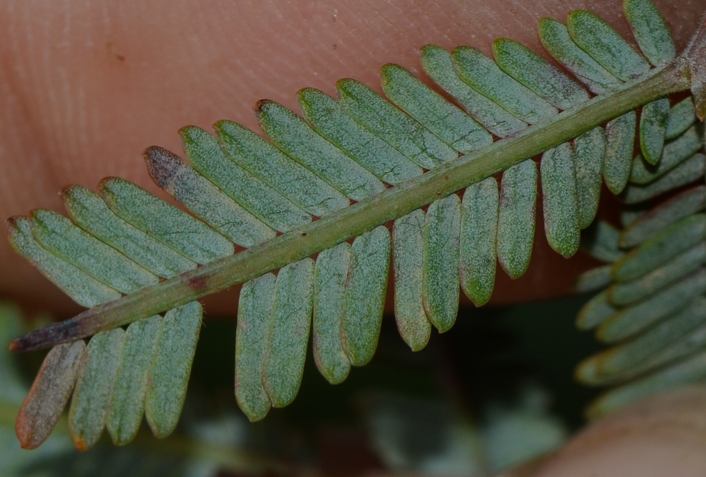 Image of Acacia baileyana specimen.