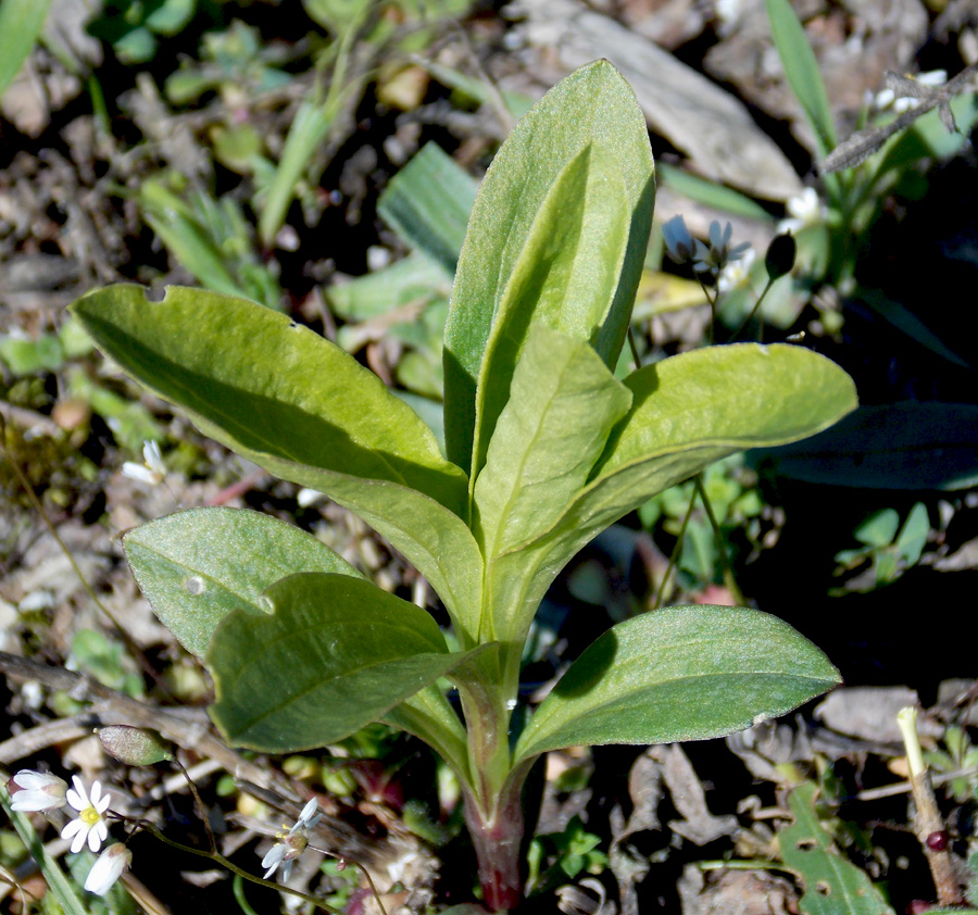 Image of Saponaria officinalis specimen.