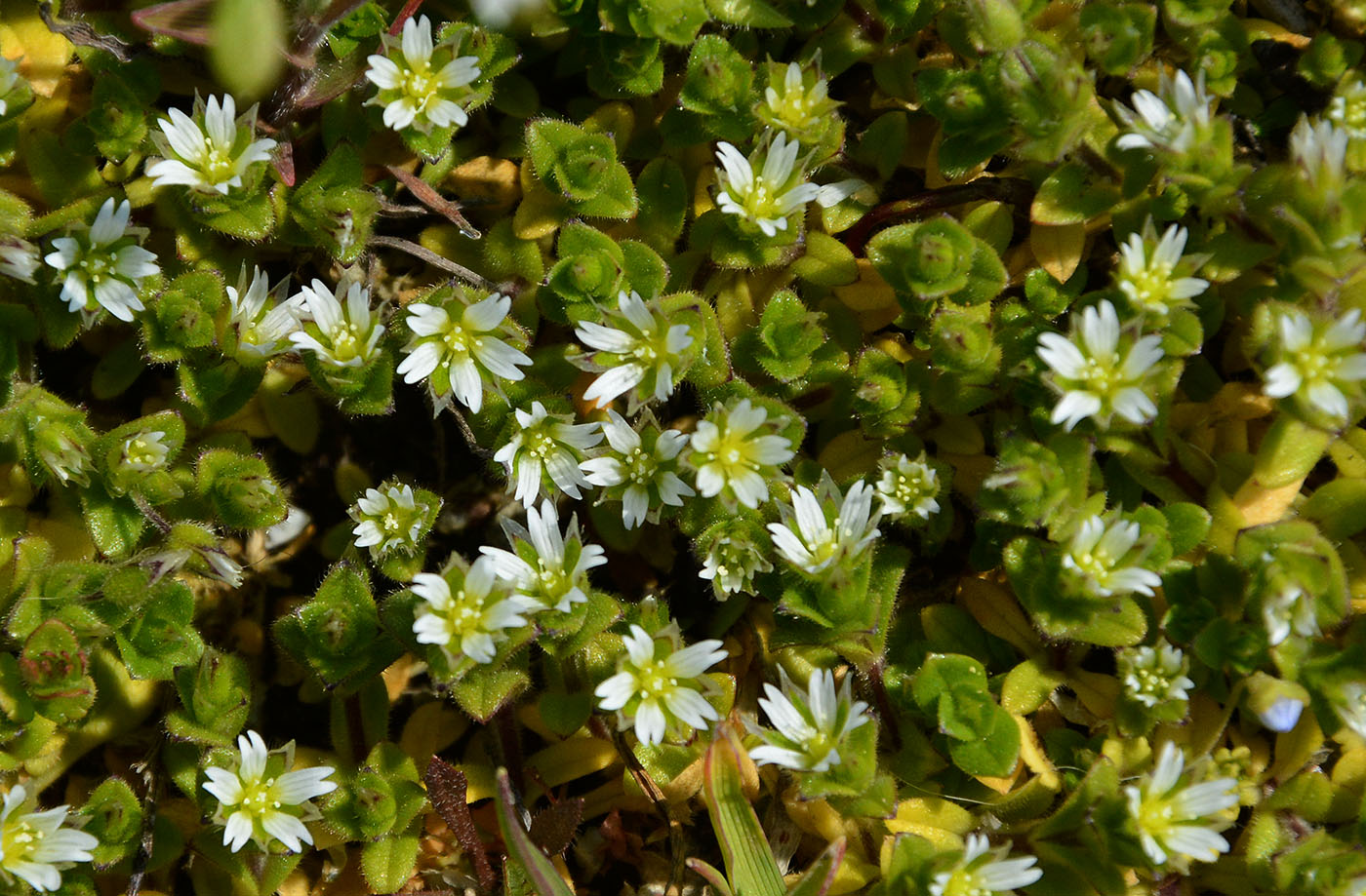 Изображение особи Cerastium semidecandrum.