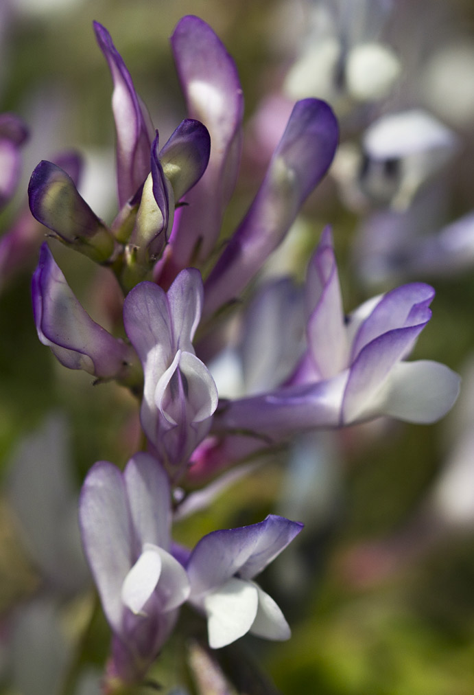 Изображение особи Vicia cretica ssp. aegaea.