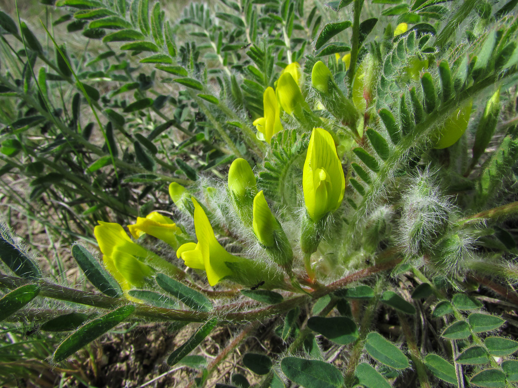 Image of Astragalus henningii specimen.