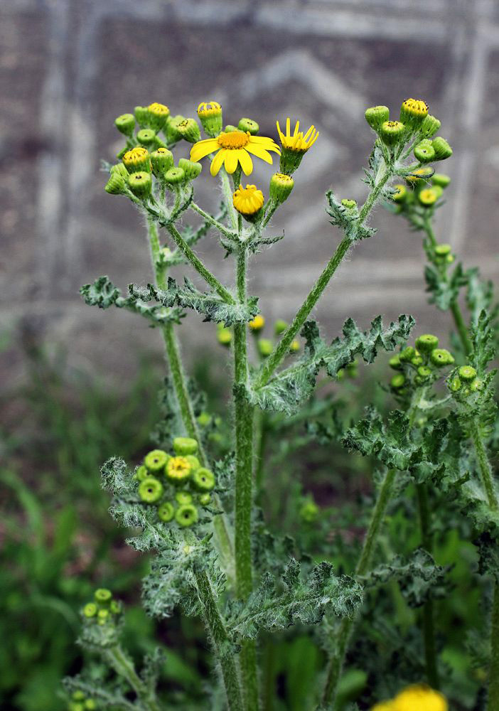 Изображение особи Senecio vernalis.