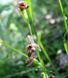 Ophrys oestrifera