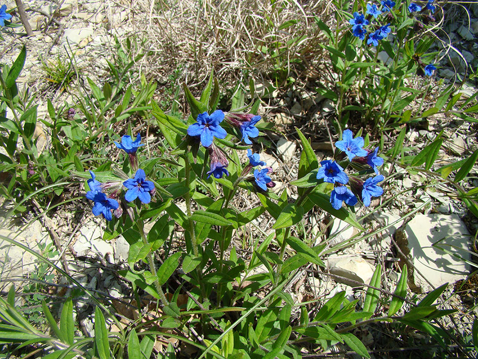 Image of Aegonychon purpureocaeruleum specimen.