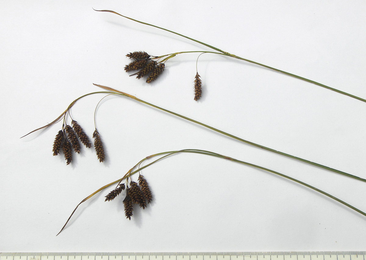 Image of Carex caucasica specimen.