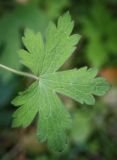 Geranium bohemicum