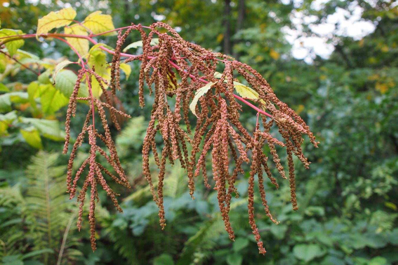 Image of Aruncus sylvestris specimen.