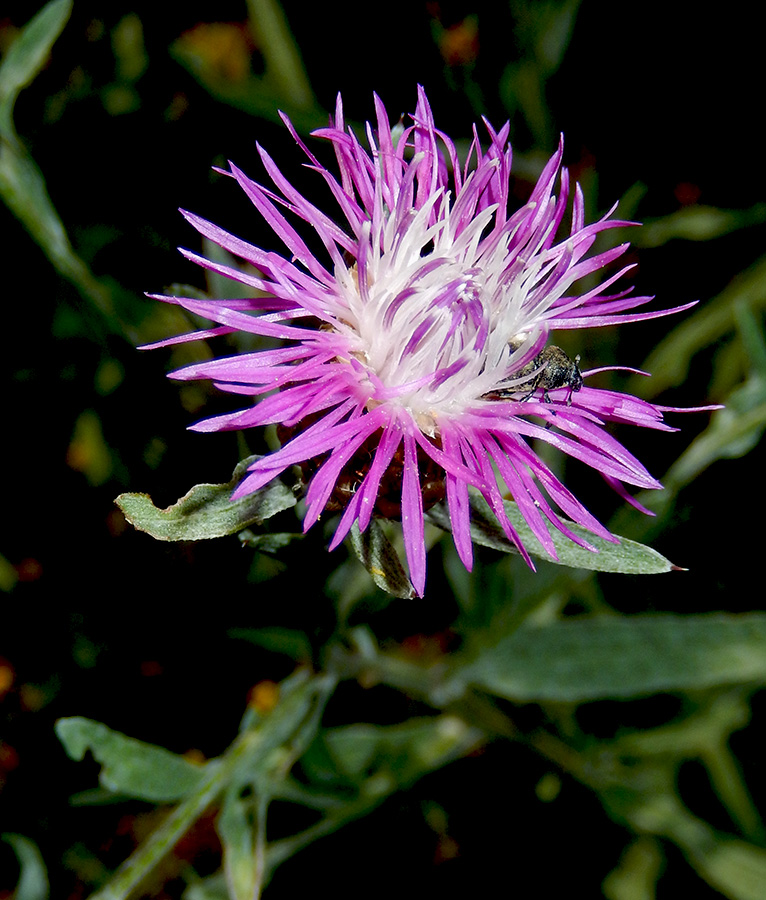 Image of Centaurea jacea ssp. substituta specimen.