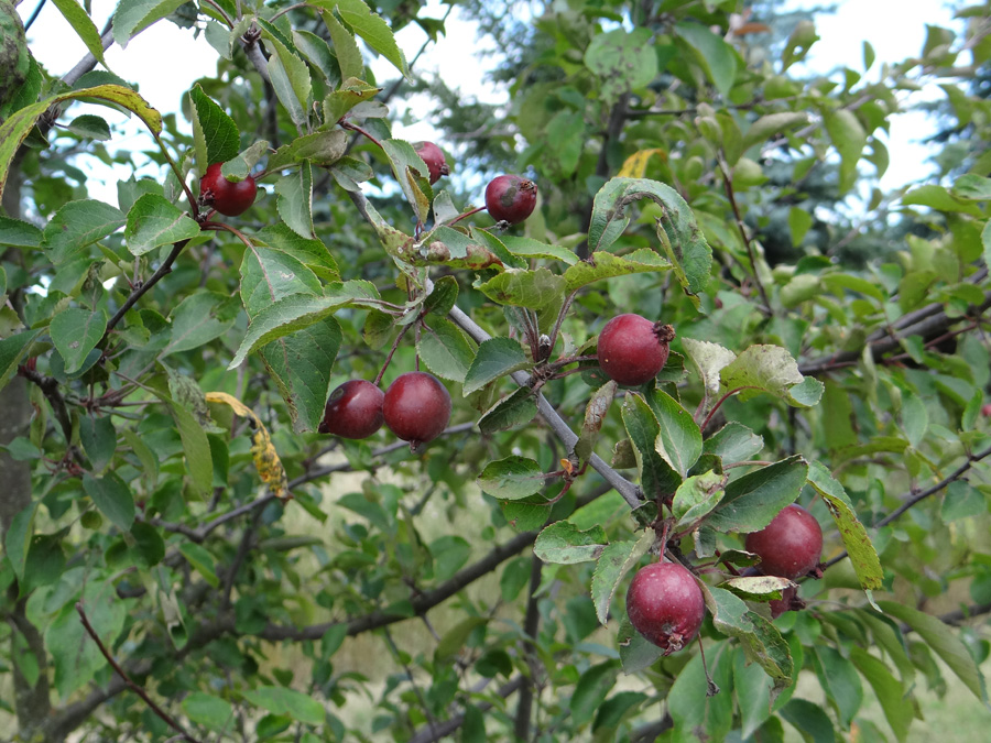 Image of genus Malus specimen.