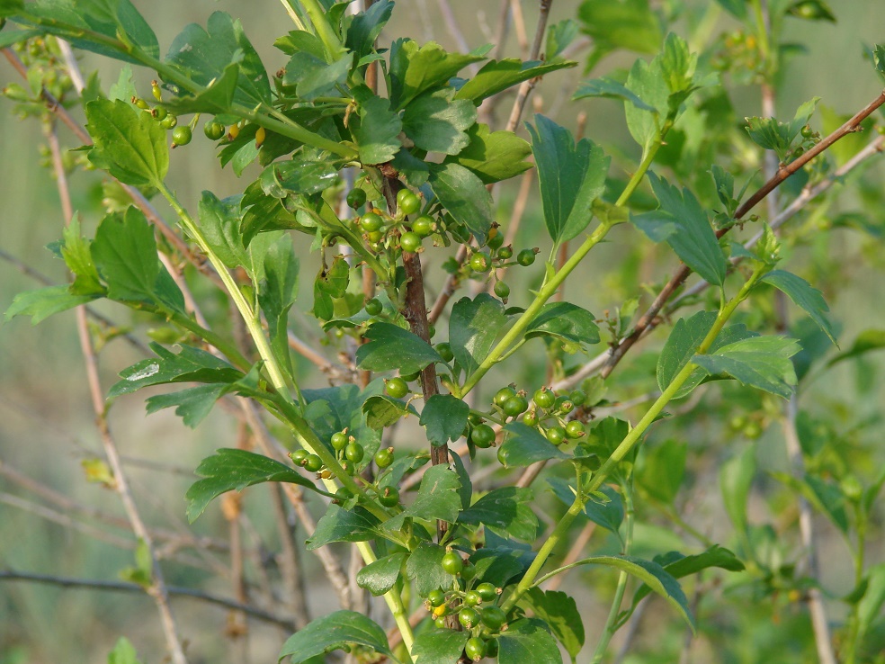 Image of Ribes diacantha specimen.
