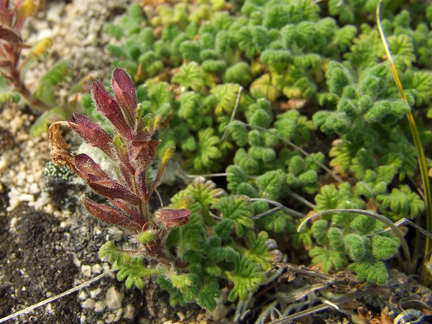 Image of Dracocephalum palmatum specimen.