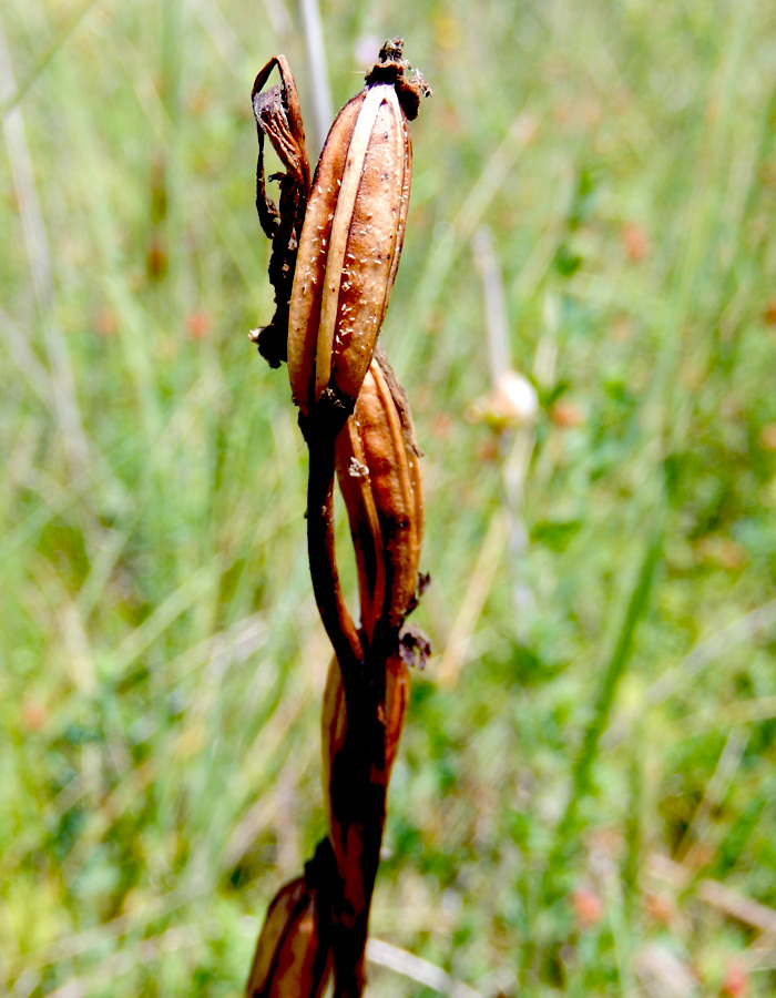 Image of Anacamptis laxiflora ssp. dielsiana specimen.