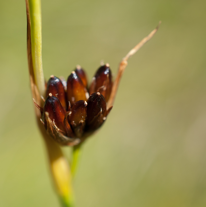 Image of Juncus castaneus specimen.