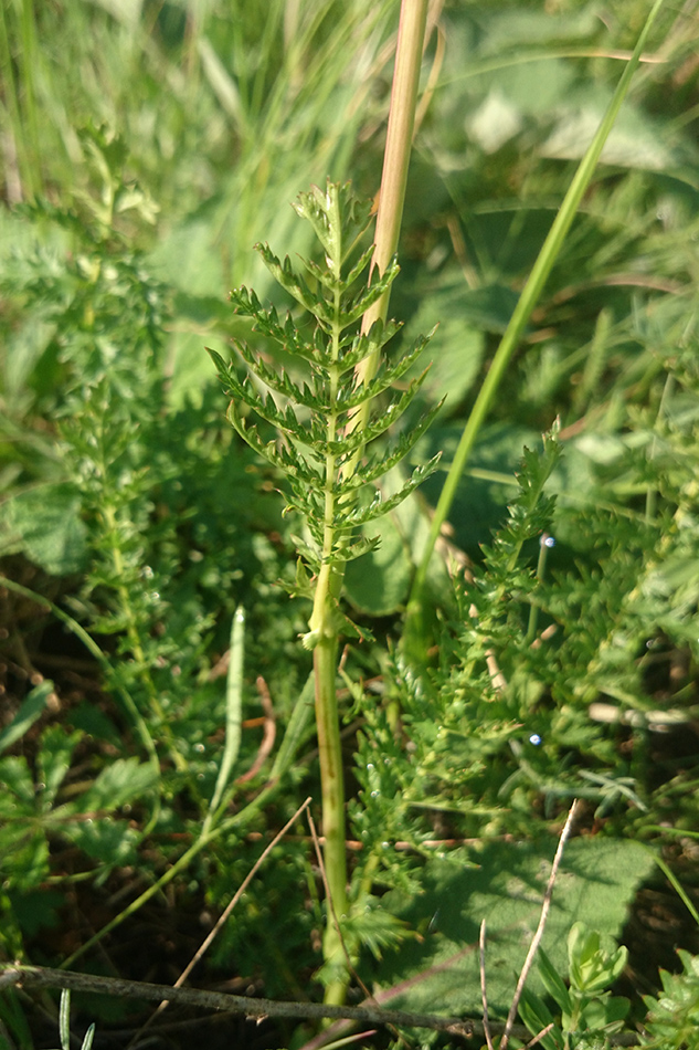 Image of Filipendula vulgaris specimen.