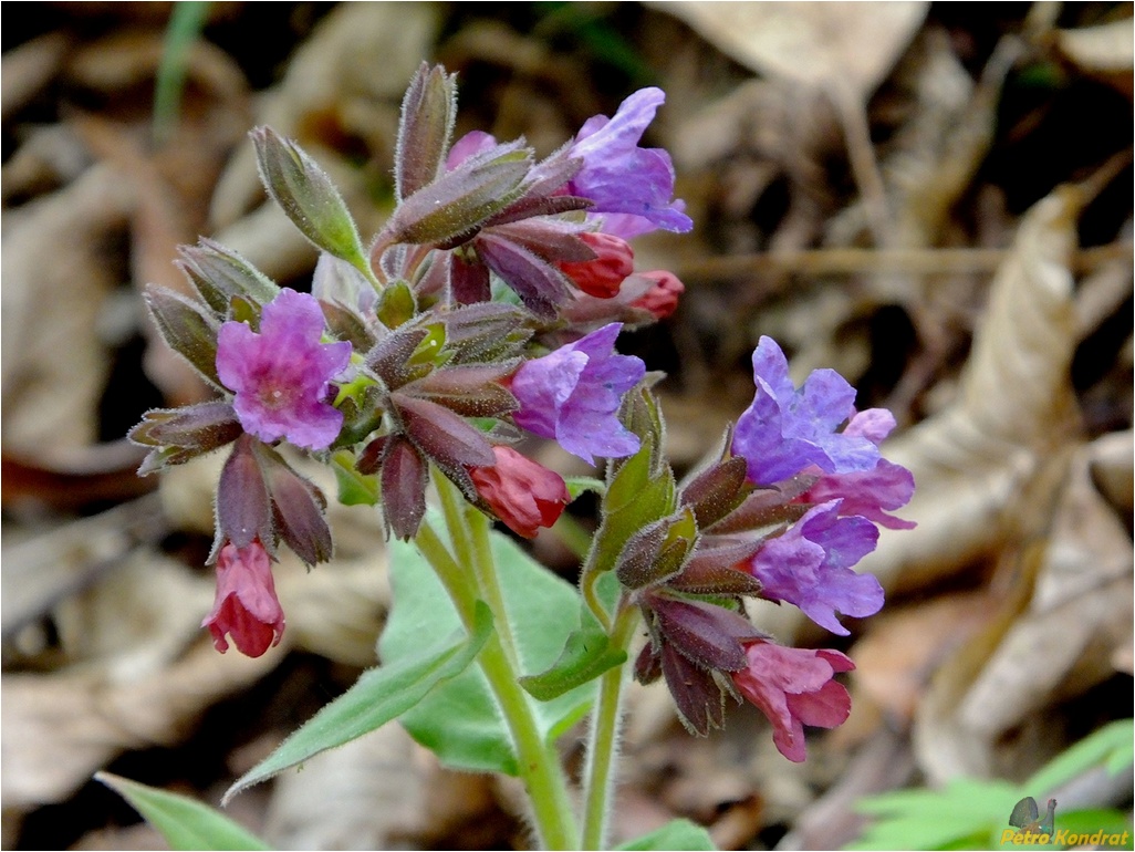 Изображение особи Pulmonaria mollis.