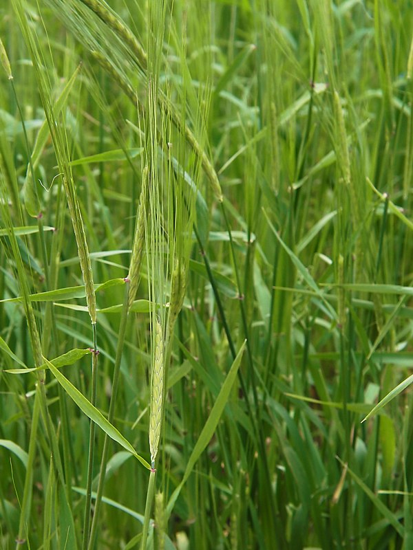 Image of Hordeum distichon specimen.