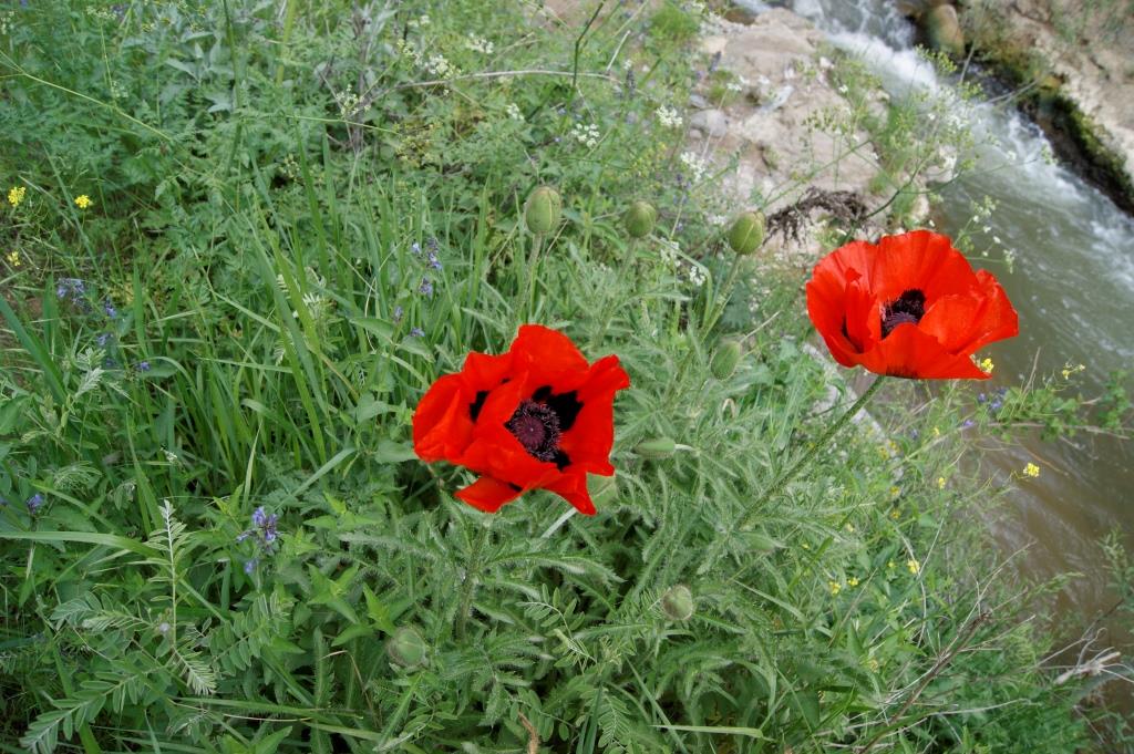 Image of Papaver orientale specimen.