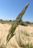 Calamagrostis pseudophragmites. Соцветие в бутонах. Краснодарский край, м/о город-курорт Анапа, окр. с. Витязево, Витязевская коса, частично закреплённая дюна. 7 июня 2017 г.