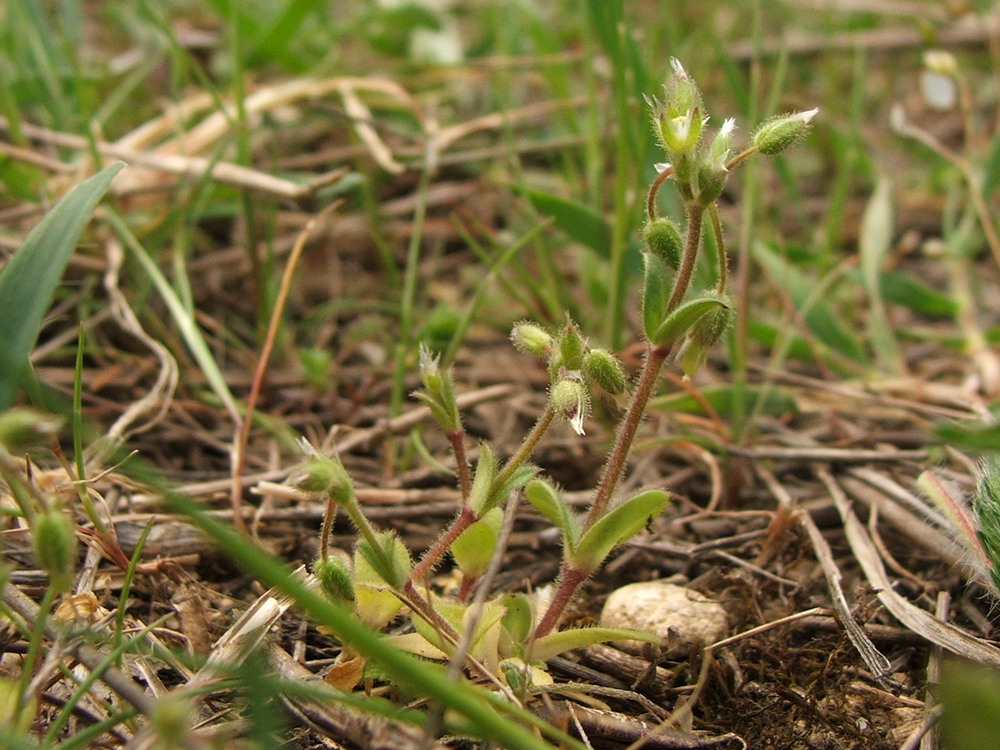 Изображение особи Cerastium semidecandrum.