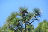 Pinus roxburghii. Ветви с микростробилами и шишками. Абхазия, г. Сухум, Сухумский ботанический сад, в культуре. 7 марта 2016 г.
