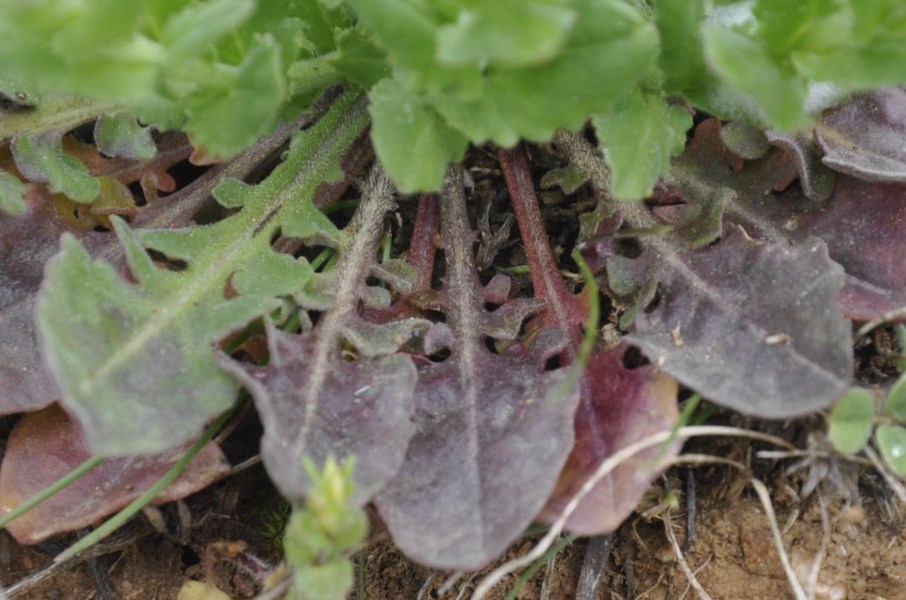 Image of Lepidium campestre specimen.