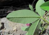 Trifolium medium. Лист (вид снизу). Кабардино-Балкария, Эльбрусский р-н, окр. пос. Эльбрус, ок. 1900 м н.у.м., у выхода скальных пород. 29.07.2017.