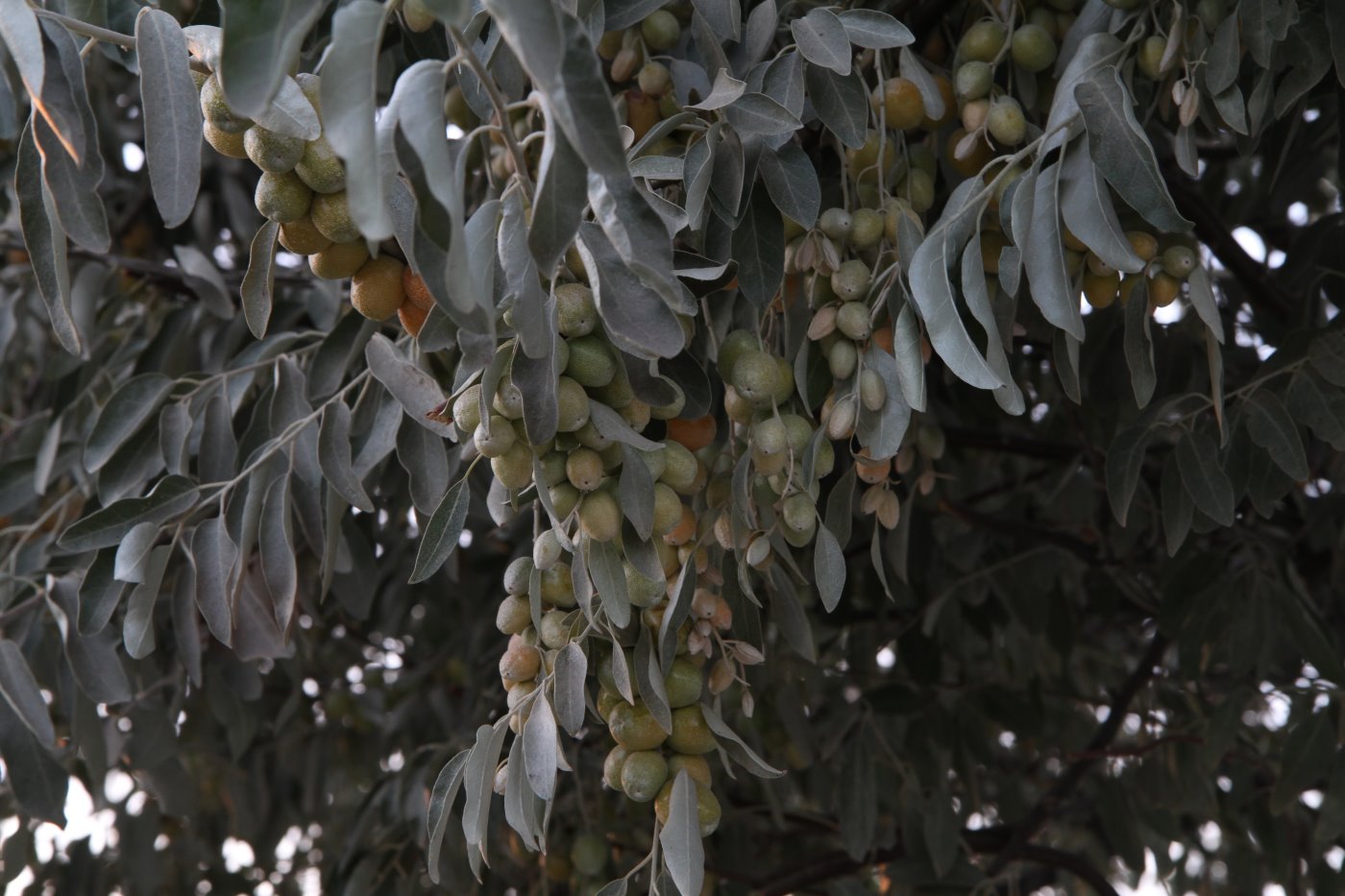 Image of Elaeagnus littoralis specimen.